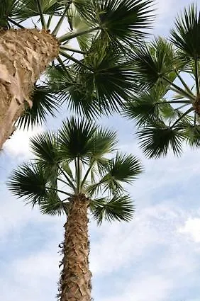 Oasis Beach X Guardamar del Segura